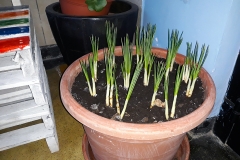 OŠ Malinska 29.01.2018 (22)